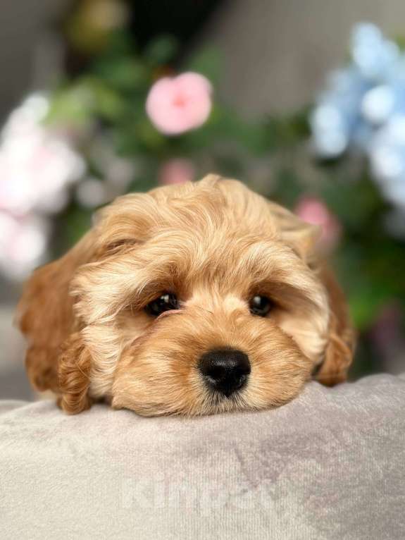 Собаки в Москве: Кавапу щенок Девочка, Бесплатно - фото 2