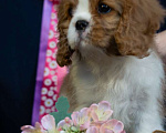 Собаки в Электростали: Харизматичный мальчик кавалер кинг чарльз спаниеля Мальчик, Бесплатно - фото 2