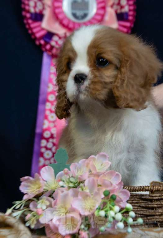 Собаки в Электростали: Харизматичный мальчик кавалер кинг чарльз спаниеля Мальчик, Бесплатно - фото 2
