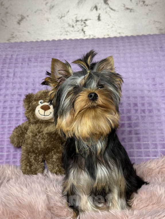 Собаки в Москве: Йоркширский терьер щенок мальчик Мальчик, 55 000 руб. - фото 4