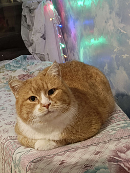 Солнечный котик в добрые руки