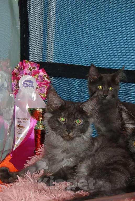Кошки в Москве: Гигантики Девочка, 19 000 руб. - фото 6