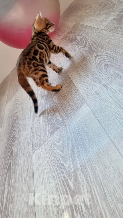 Кошки в Сургуте: Бенгальские котята Мальчик, 22 000 руб. - фото 2