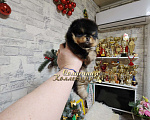 Собаки в Москве: Курносый мальчик померанского шпица черно подпалый Мальчик, Бесплатно - фото 2