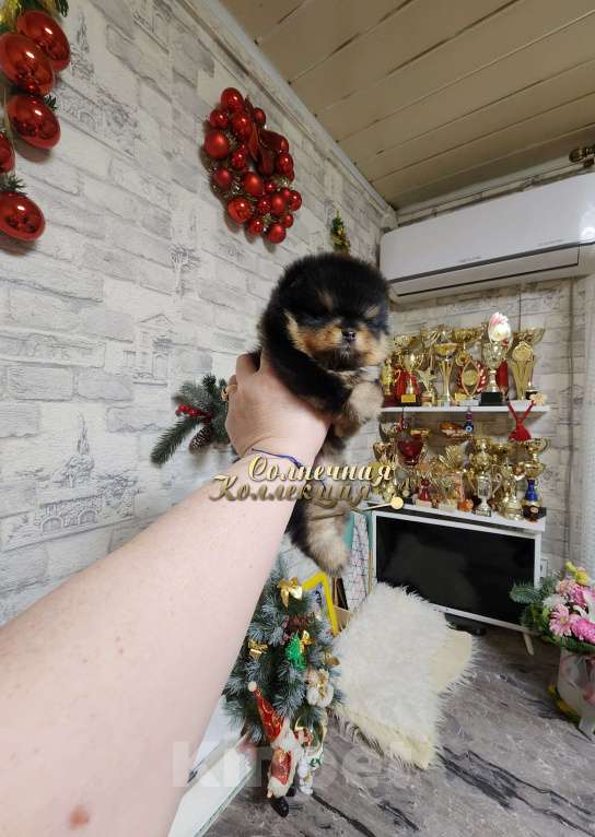 Собаки в Москве: Курносый мальчик померанского шпица черно подпалый Мальчик, Бесплатно - фото 2