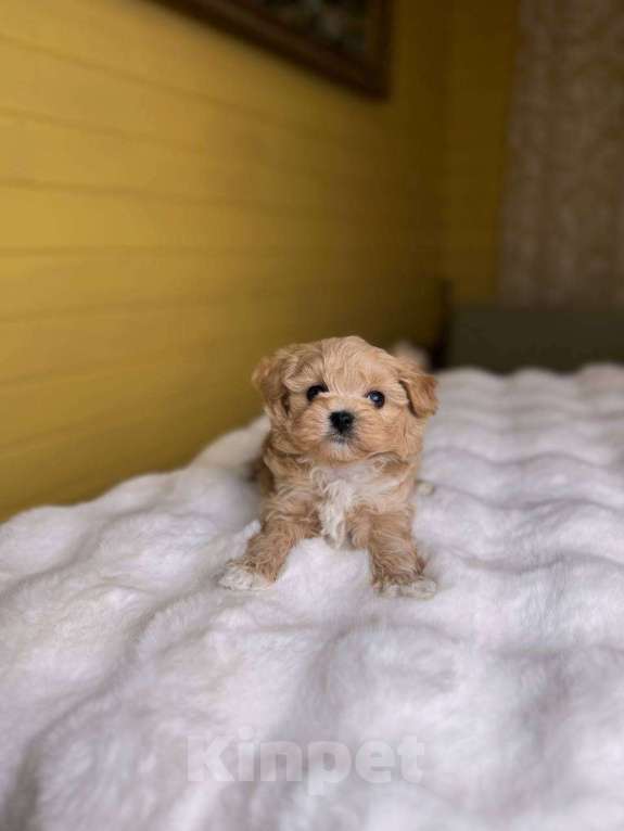 Собаки в Москве: Юник  Мальчик, 180 000 руб. - фото 6