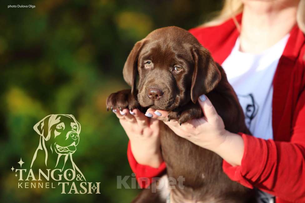 Собаки в Екатеринбурге: Tango&Tash Chivas Мальчик, 70 000 руб. - фото 1