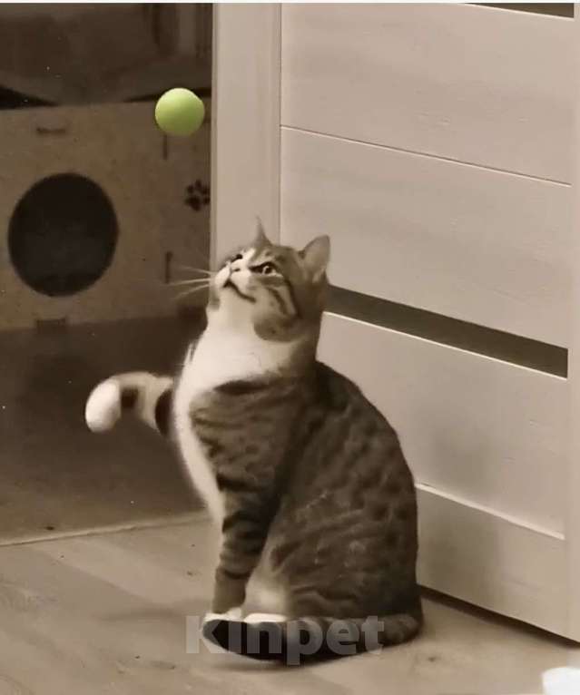 Кошки в Санкт-Петербурге: Полосатый  котик! Подросток ищет дом Мальчик, Бесплатно - фото 3