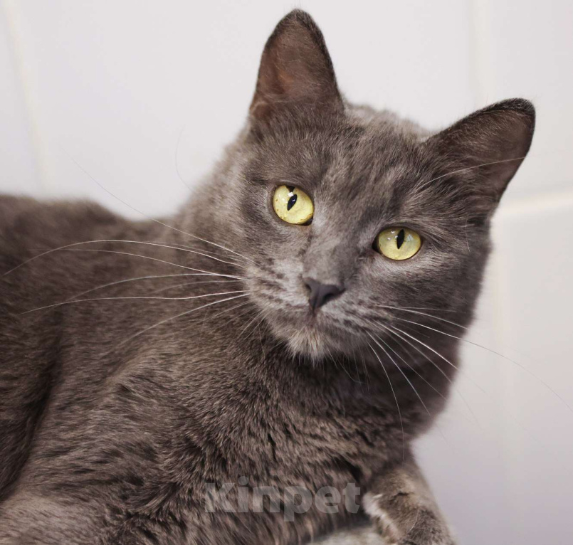 Кошки в Москве: Красавица с непростой судьбой Девочка, Бесплатно - фото 8