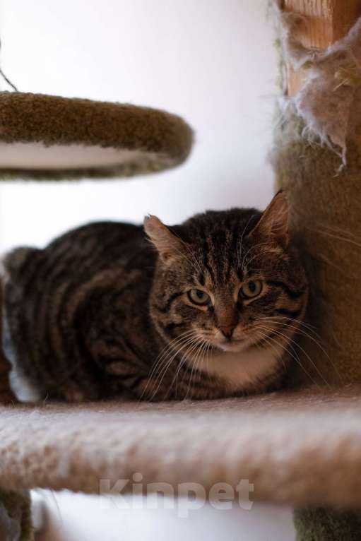 Кошки в Санкт-Петербурге: Говорун из приюта в добрые руки Мальчик, Бесплатно - фото 4