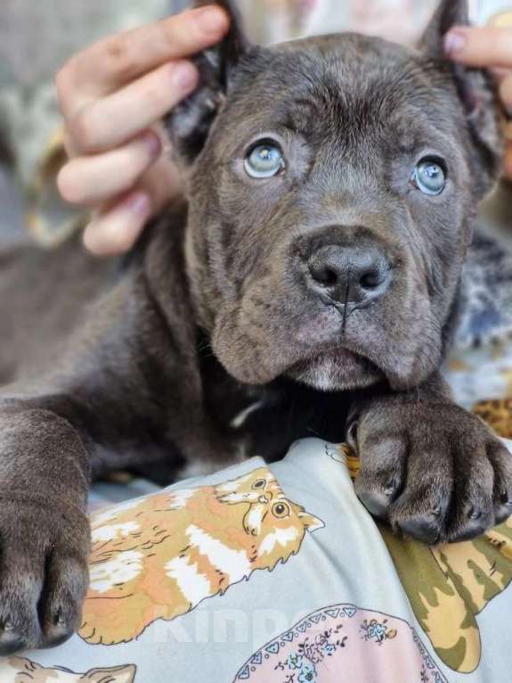 Собаки в других городах Московской области: Красотка Кане корсо Девочка, 130 000 руб. - фото 2