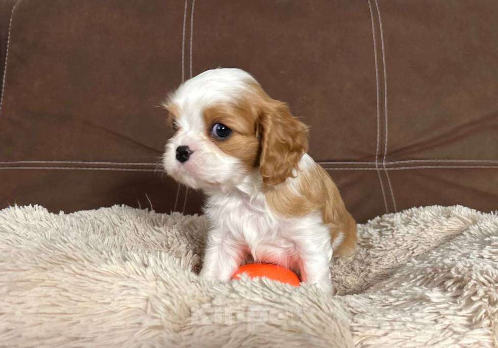 Собаки в других городах Московской области: Ищем хороших родителей. Мальчик, Бесплатно - фото 4