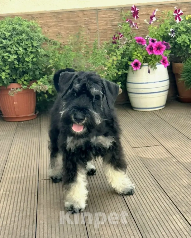 Собаки в Севастополе: Щенок цвергшнауцера Мальчик, 40 000 руб. - фото 3
