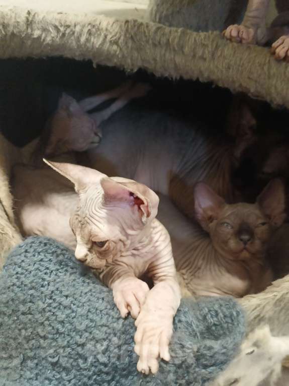 Кошки в Москве: Тигровая  Девочка, 45 000 руб. - фото 1