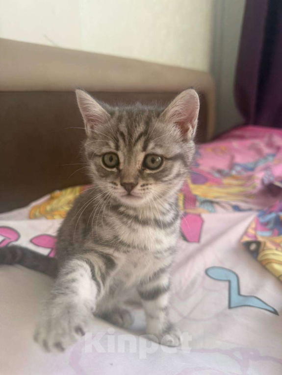 Кошки в Сургуте: Шотландский прямоухий котенок с принадлежностями Мальчик, 25 000 руб. - фото 4