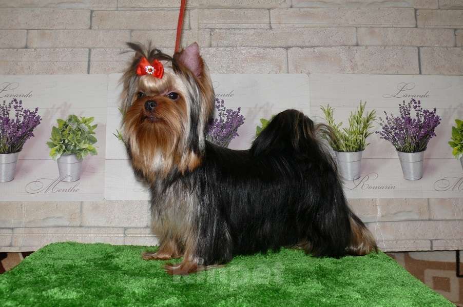 Собаки в Королеве: Девочка йорк, 8 мес. Девочка, 80 000 руб. - фото 10