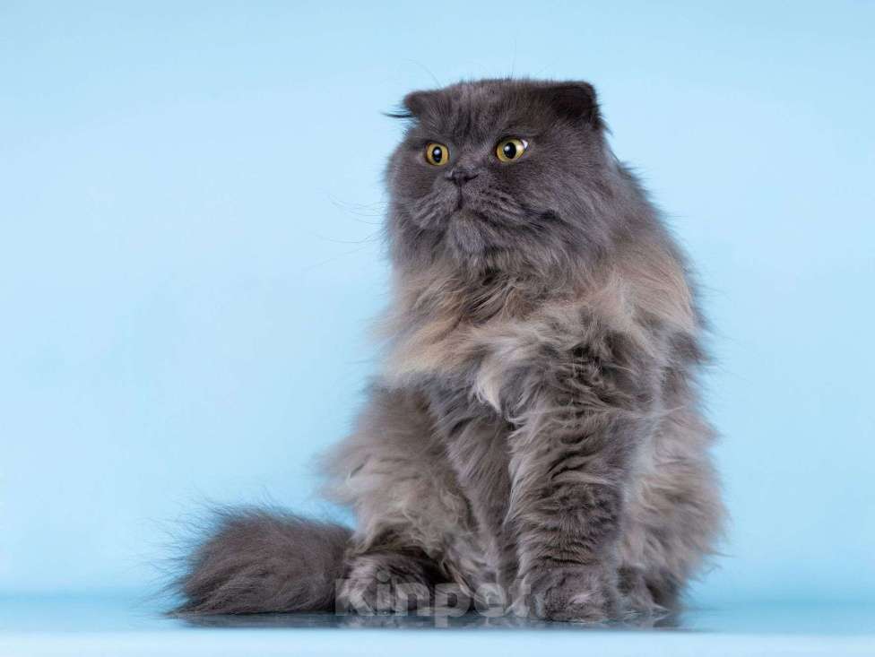 Кошки в Москве: Ласковый кот Помпон в добрые руки Мальчик, Бесплатно - фото 8