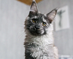 Кошки в Химках: Молодой кот Мейн-Кун  Мальчик, 100 000 руб. - фото 3