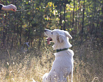 Собаки в Красноармейске: Собака ищет дом Мальчик, Бесплатно - фото 6