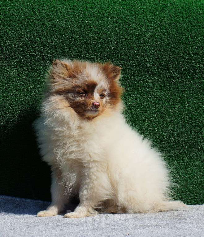 Собаки в Санкт-Петербурге: Шпиц  Мальчик, 15 000 руб. - фото 6