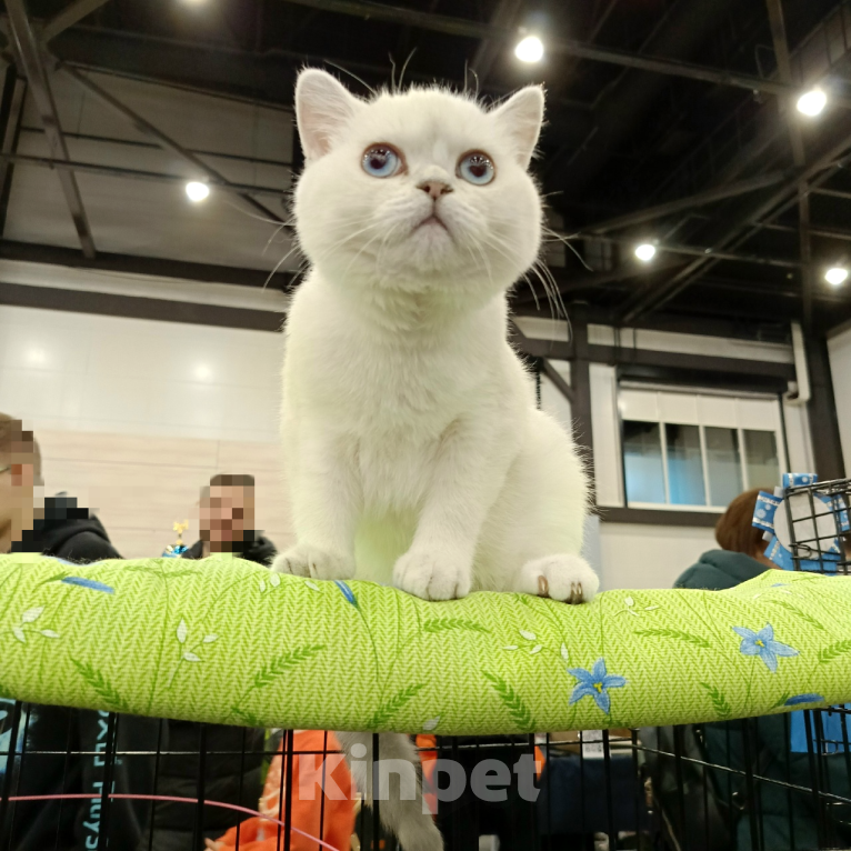 Кошки в Санкт-Петербурге: Британская шиншилла. Мальчик, 25 000 руб. - фото 3