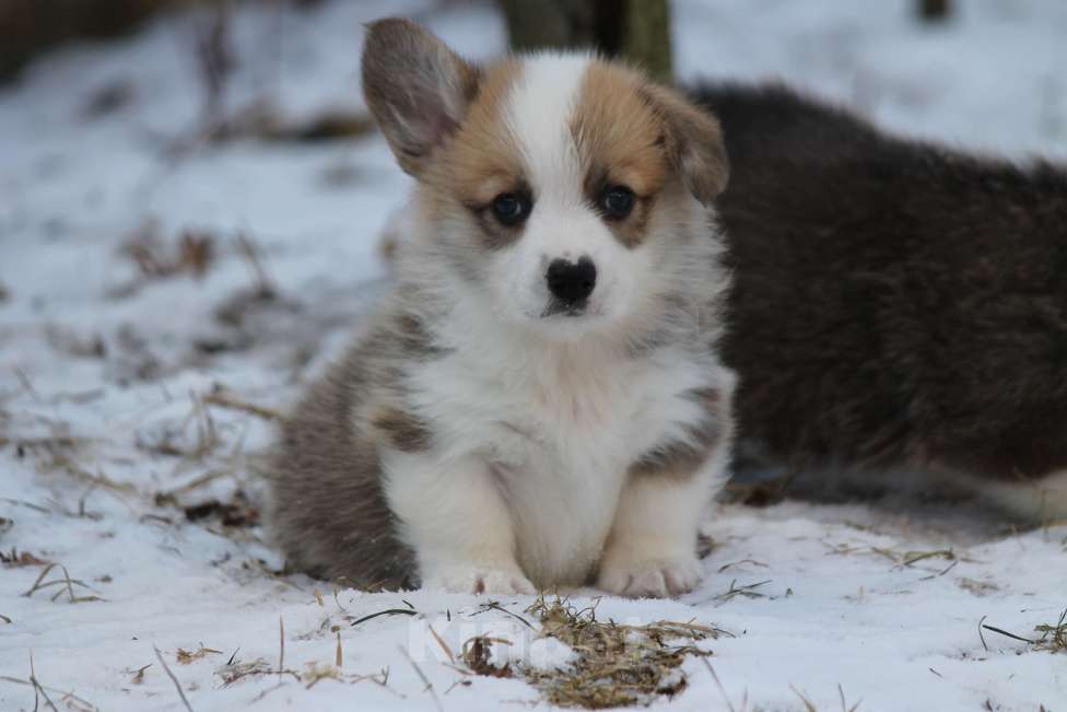 Собаки в Одинцово: Вельш Корги Пемброк Мальчик, 60 000 руб. - фото 3
