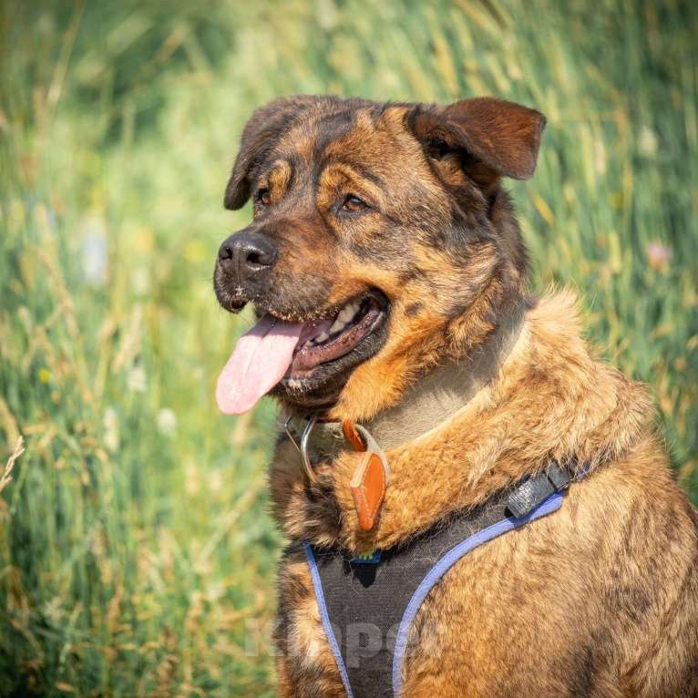 Собаки в Ореховом-Зуево: Альфа в поисках дома Девочка, Бесплатно - фото 8