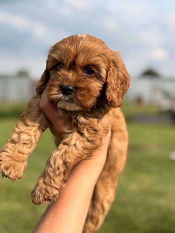 Кавапу щенок мальчик