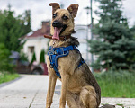 Собаки в Москве: Собака Туся ищет дом Девочка, Бесплатно - фото 3
