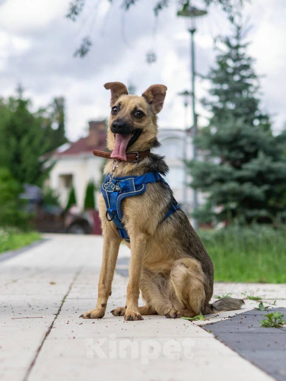 Собаки в Москве: Собака Туся ищет дом Девочка, Бесплатно - фото 3