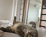Кошки в Тюмени: Ищу любящих хозяев для ласковой кошечки  Девочка, Бесплатно - фото 8