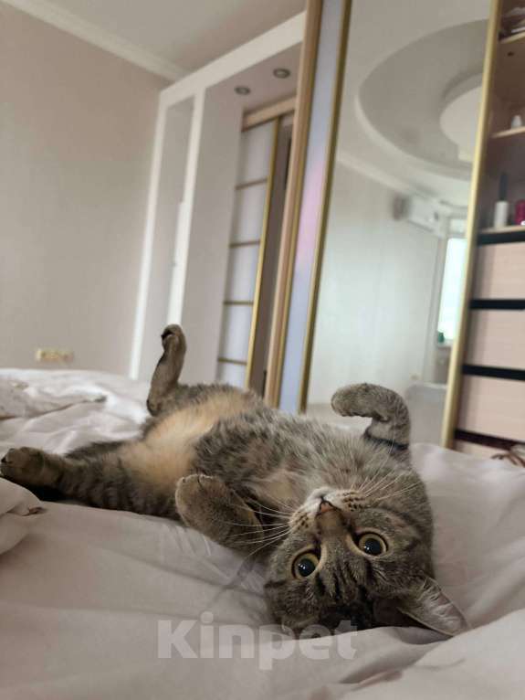 Кошки в Тюмени: Ищу любящих хозяев для ласковой кошечки  Девочка, Бесплатно - фото 8