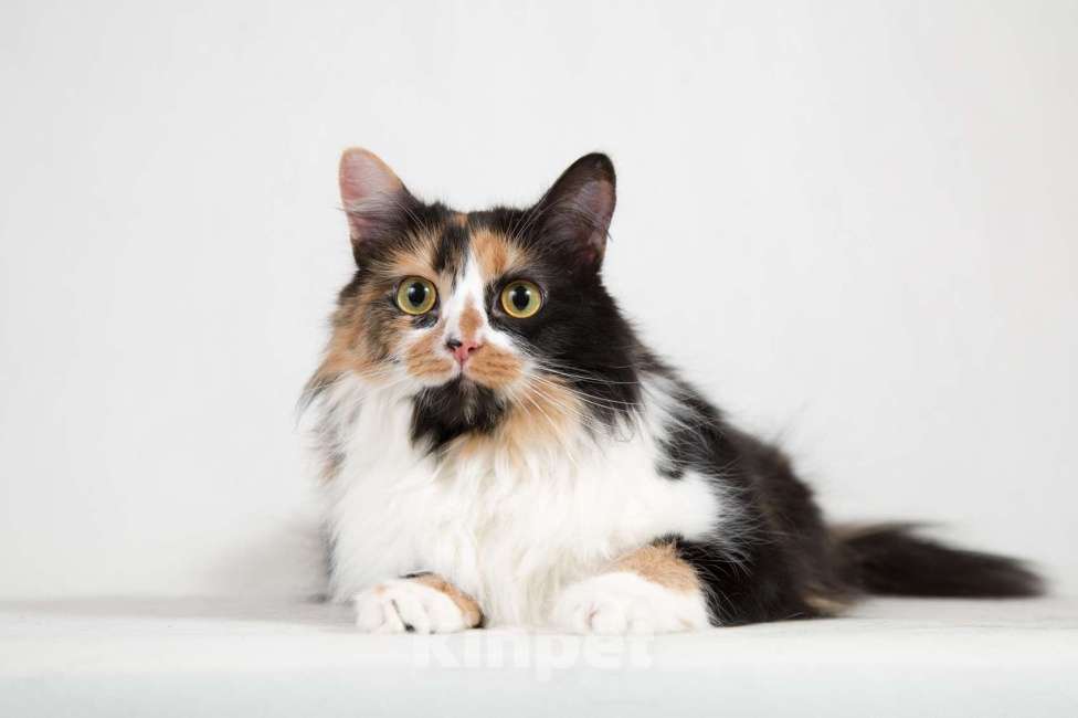 Кошки в Москве: Ласковая пушистая трёхцветная кошка Ксюша Девочка, 1 руб. - фото 3