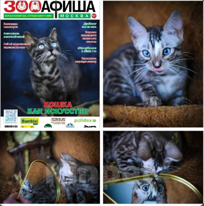 Кошки в Москве: Бенгальские котята Мальчик, Бесплатно - фото 5
