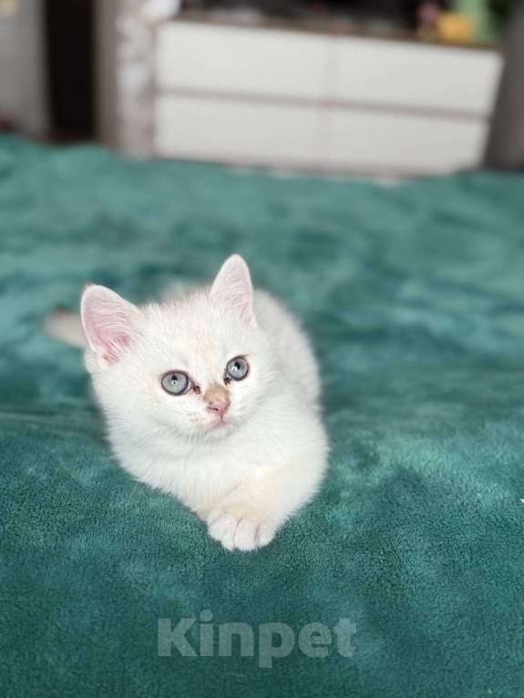 Кошки в Уфе: Умка Мальчик, 6 000 руб. - фото 1