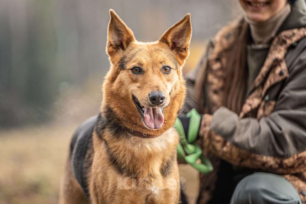 Собаки в Клине: Эрика — замечательная собака Девочка, Бесплатно - фото 1