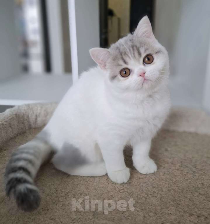 Кошки в Ярославле: Шотландская короткошерстная девочка Девочка, 30 000 руб. - фото 7