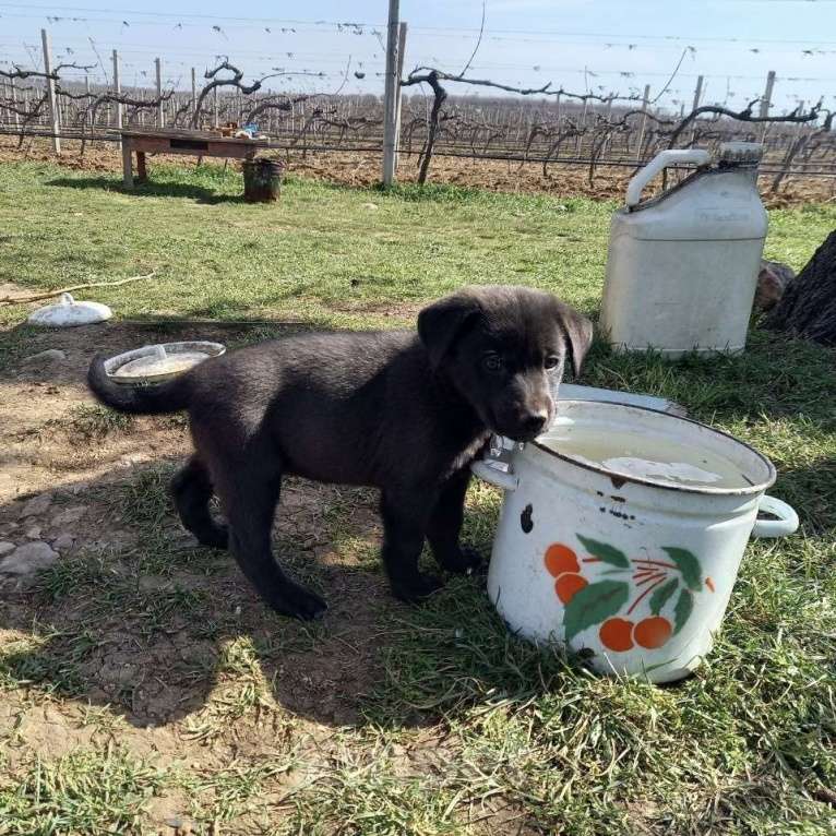 Собаки в других городах Крыма: ищем заботливых хозяев Девочка, Бесплатно - фото 9