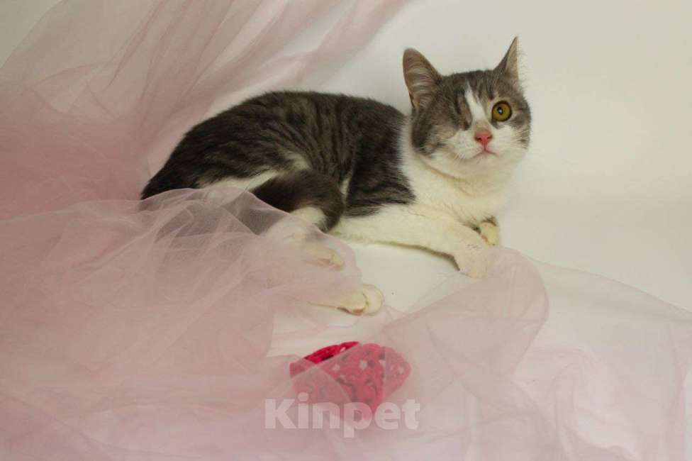 Кошки в Москве: Лаки Мальчик, Бесплатно - фото 6