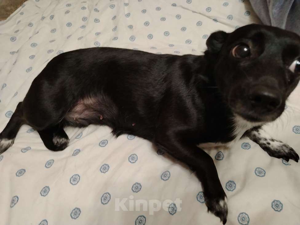 Собаки в других городах Свердловской области: Собака дворняжка в добрые руки! Девочка, Бесплатно - фото 2