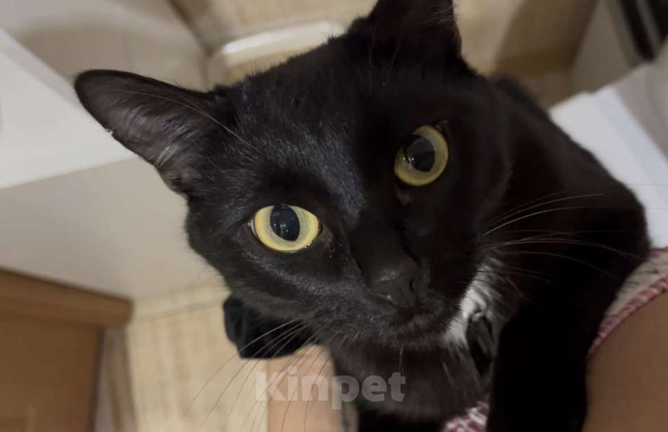 Кошки в Тольятти: Кот в добрые руки Мальчик, Бесплатно - фото 2