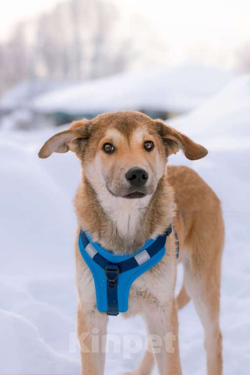 Собаки в Москве: Рыжий спокойный щенок Кавказ в добрые руки Мальчик, Бесплатно - фото 3