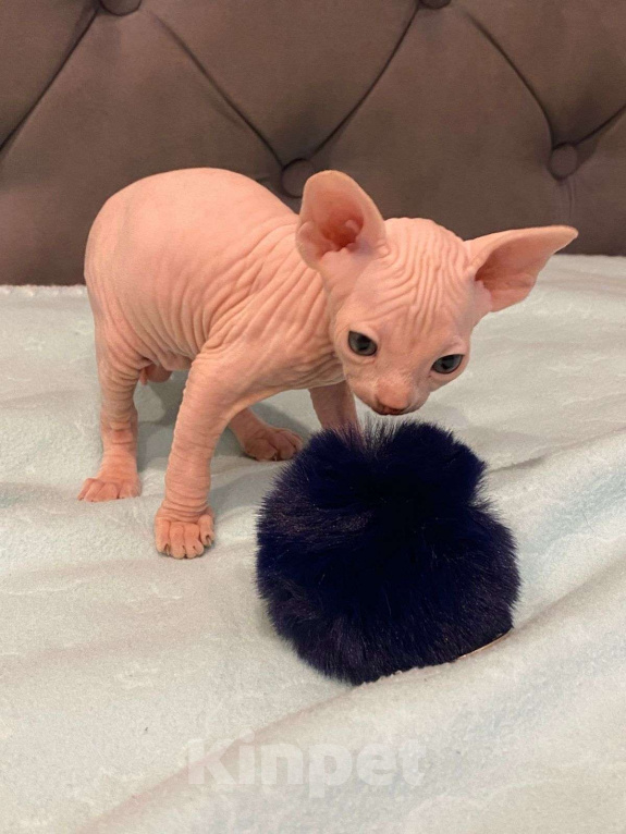 Кошки в Москве: Топовые котята эльф  Мальчик, 60 000 руб. - фото 5