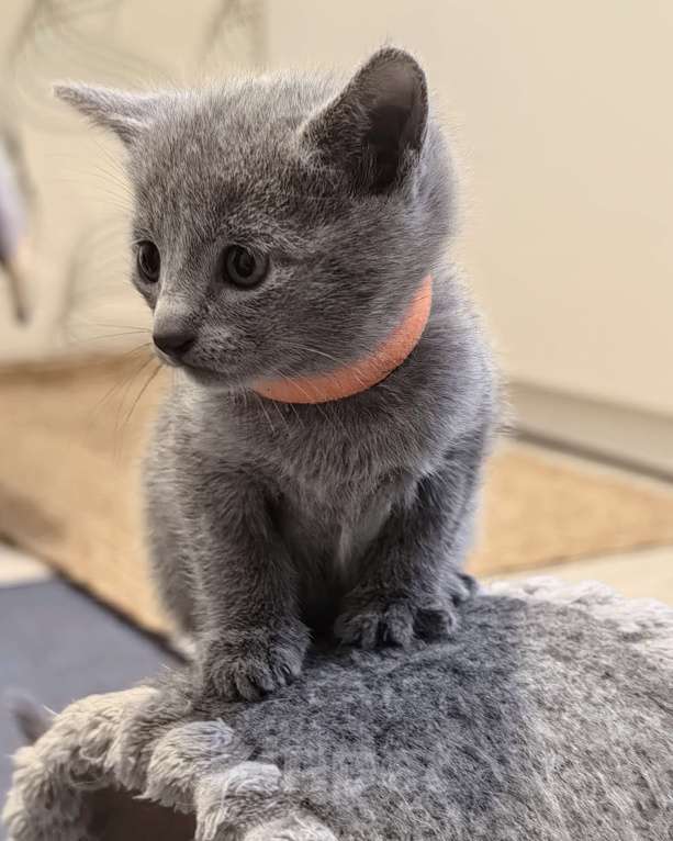 Кошки в Москве: Котята русской голубой Мальчик, 70 000 руб. - фото 5