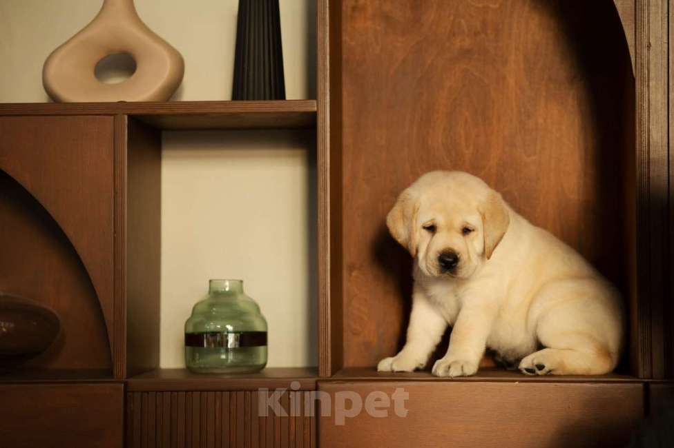 Собаки в Санкт-Петербурге: IRISLAV YEAR WINNER Мальчик, 200 000 руб. - фото 5