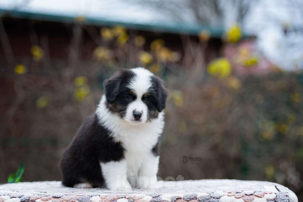 Собаки в Москве: Миниатюрная американская овчарка (мини-аусси) Мальчик, 100 000 руб. - фото 1