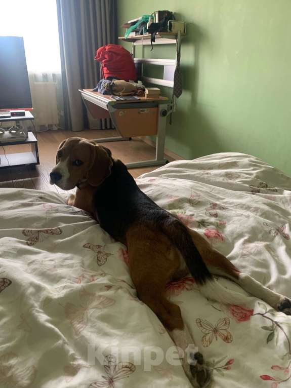 Собаки в Березовском: Предлагается для вязки кобель породы Бигль. Екатеринбург. Мальчик, 3 000 руб. - фото 2