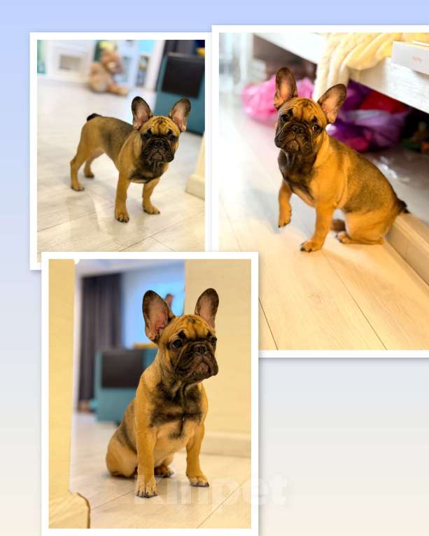Собаки в Москве: Щенки французского бульдога Девочка, 49 999 руб. - фото 2