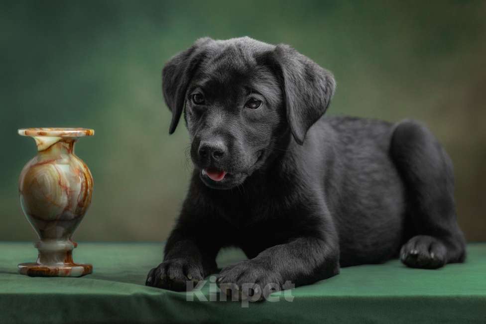 Собаки в Санкт-Петербурге: щенки лабрадора ретривера Мальчик, 30 000 руб. - фото 2