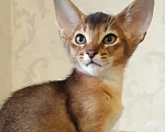 Кошки в Владимире: Абиссинский котёнок с документами Мальчик, 25 000 руб. - фото 2